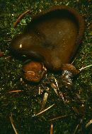 Legaliana badia image