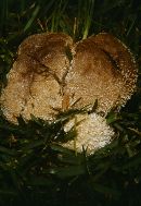 Lycoperdon pratense image