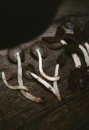 Helvella bicolor image