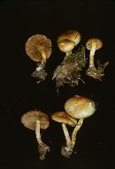 Pholiota spumosa image