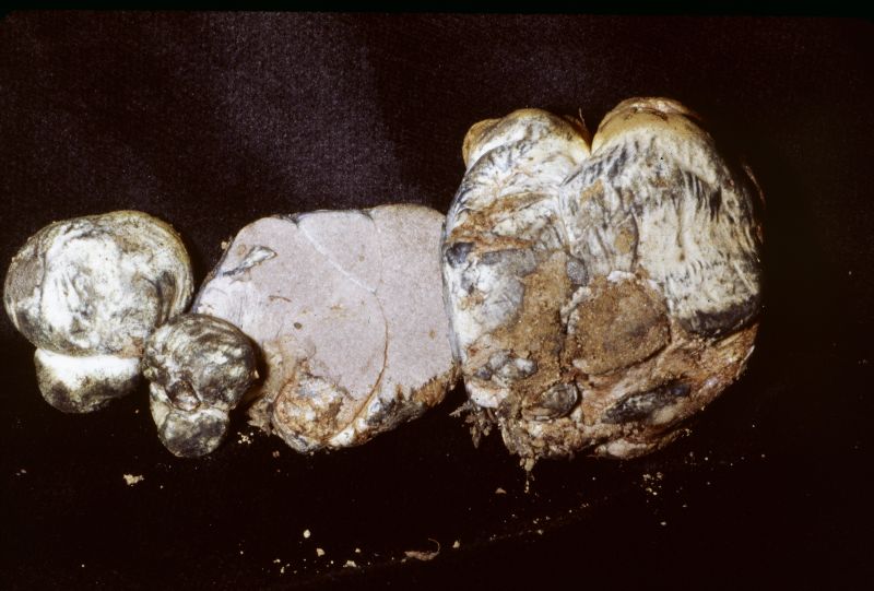 Chamonixia brevicolumna image