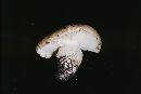 Floccularia pitkinensis image