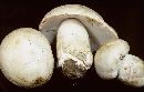 Floccularia luteovirens image