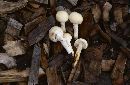 Media resource of Agrocybe molesta