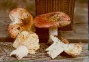 Russula emetica image