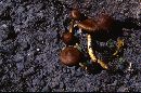 Cortinarius cinnamomeus image