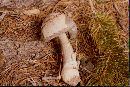 Amanita chiricahuana image