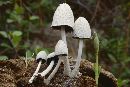 Coprinopsis nivea image