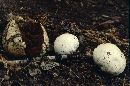 Bovista plumbea image