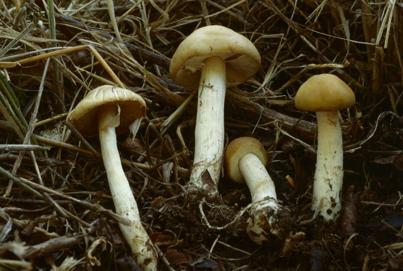Agrocybe image