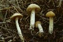 Media resource of Agrocybe praecox
