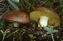 Suillus brevipes image