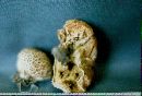 Photograph by Robert D. Brace Lycoperdon marginatum image
