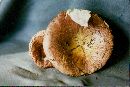 Russula decolorans image