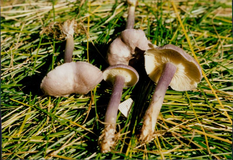 Rugosomyces ionides image