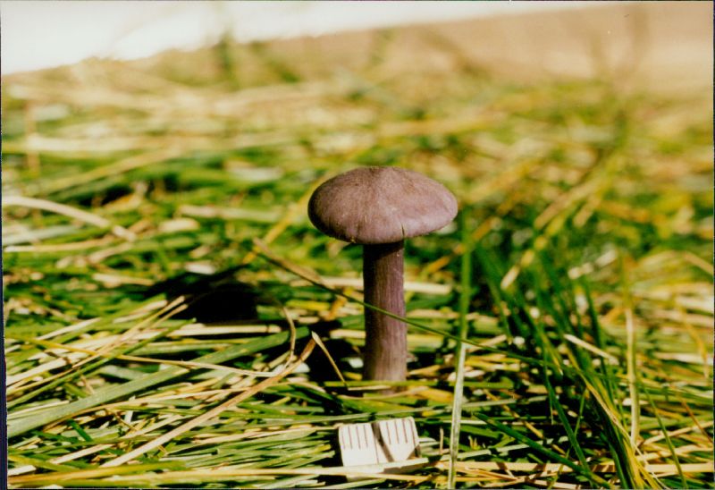 Rugosomyces ionides image