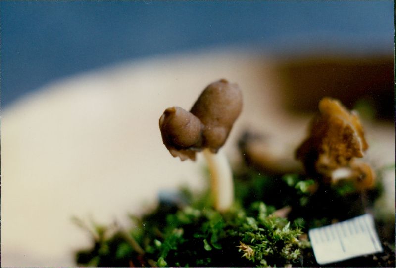 Helvella bicolor image