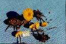 Xeromphalina cauticinalis image