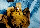 Mycenastrum corium image