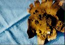 Mycenastrum corium image