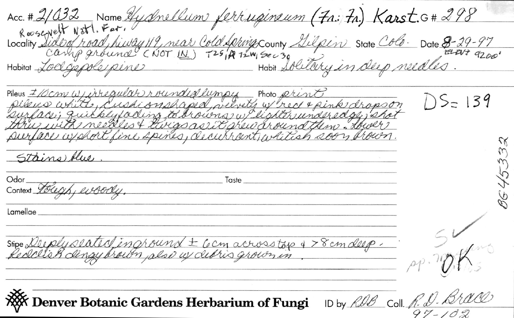 Hydnellum ferrugineum thumbnail