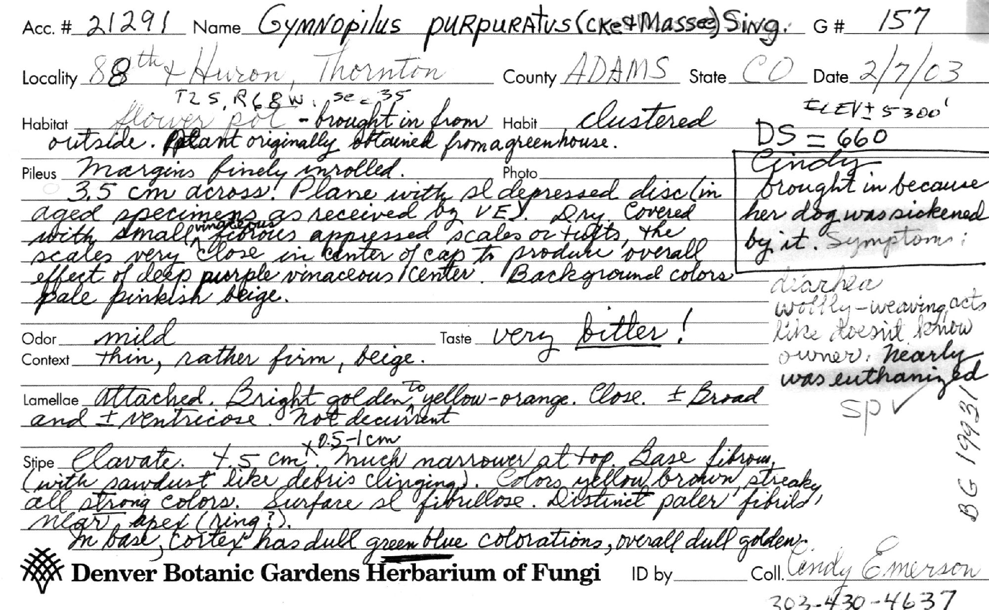 Gymnopilus purpuratus thumbnail
