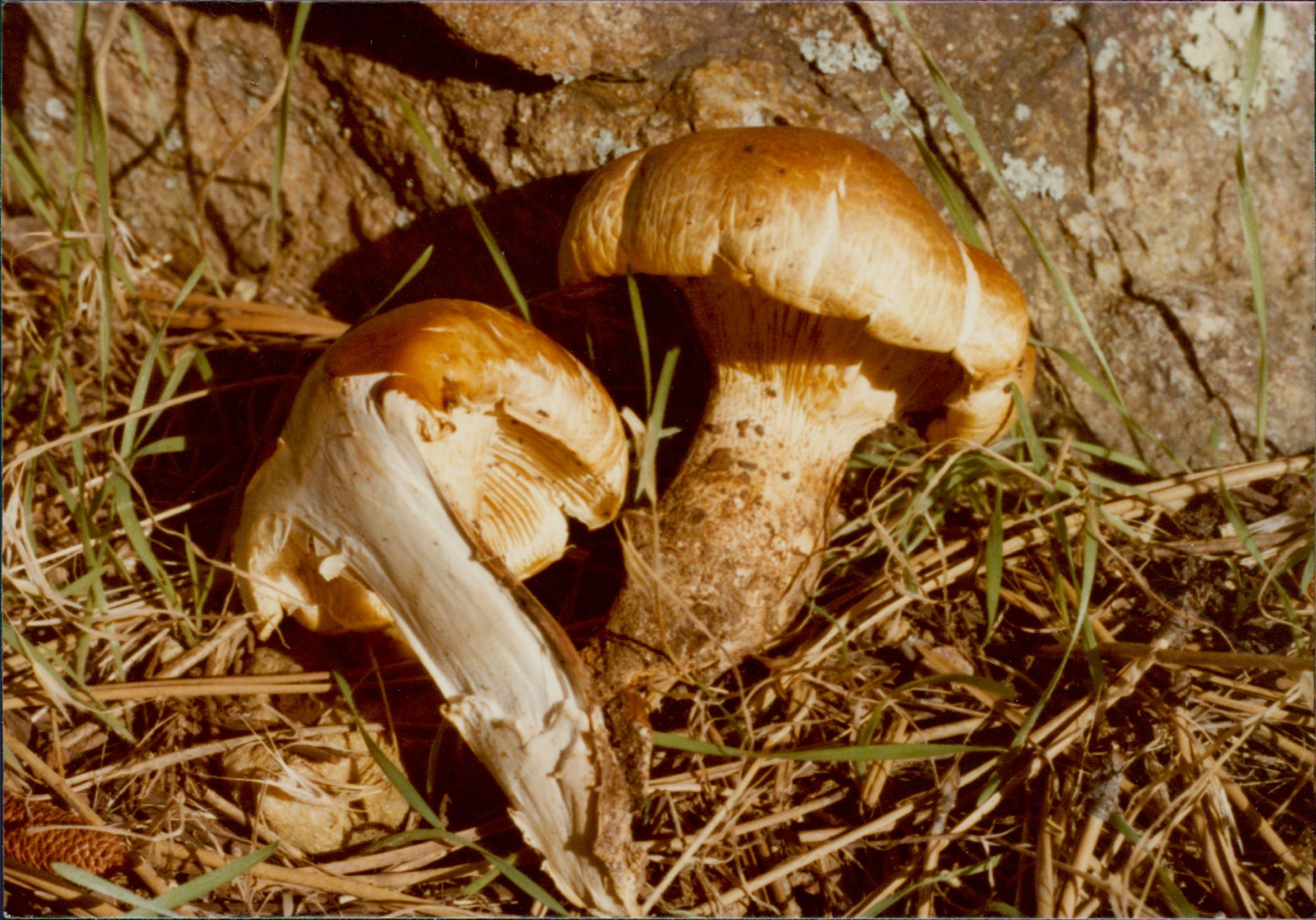 Neolentinus