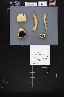 Agaricus silvicola image