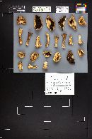 Agaricus bisporus image