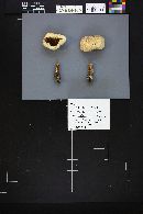 Thumbnail image of current specimen