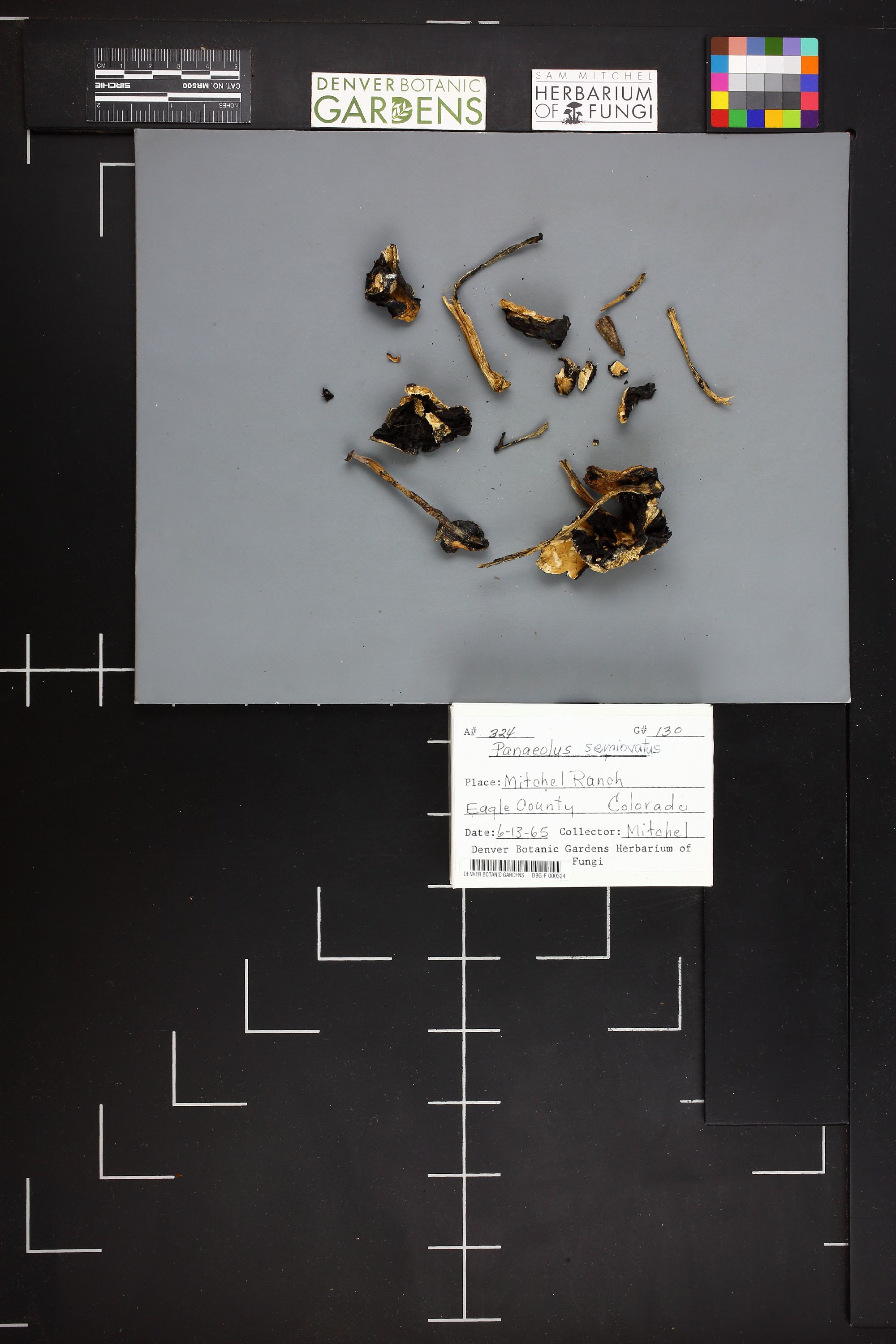 Panaeolus semiovatus thumbnail
