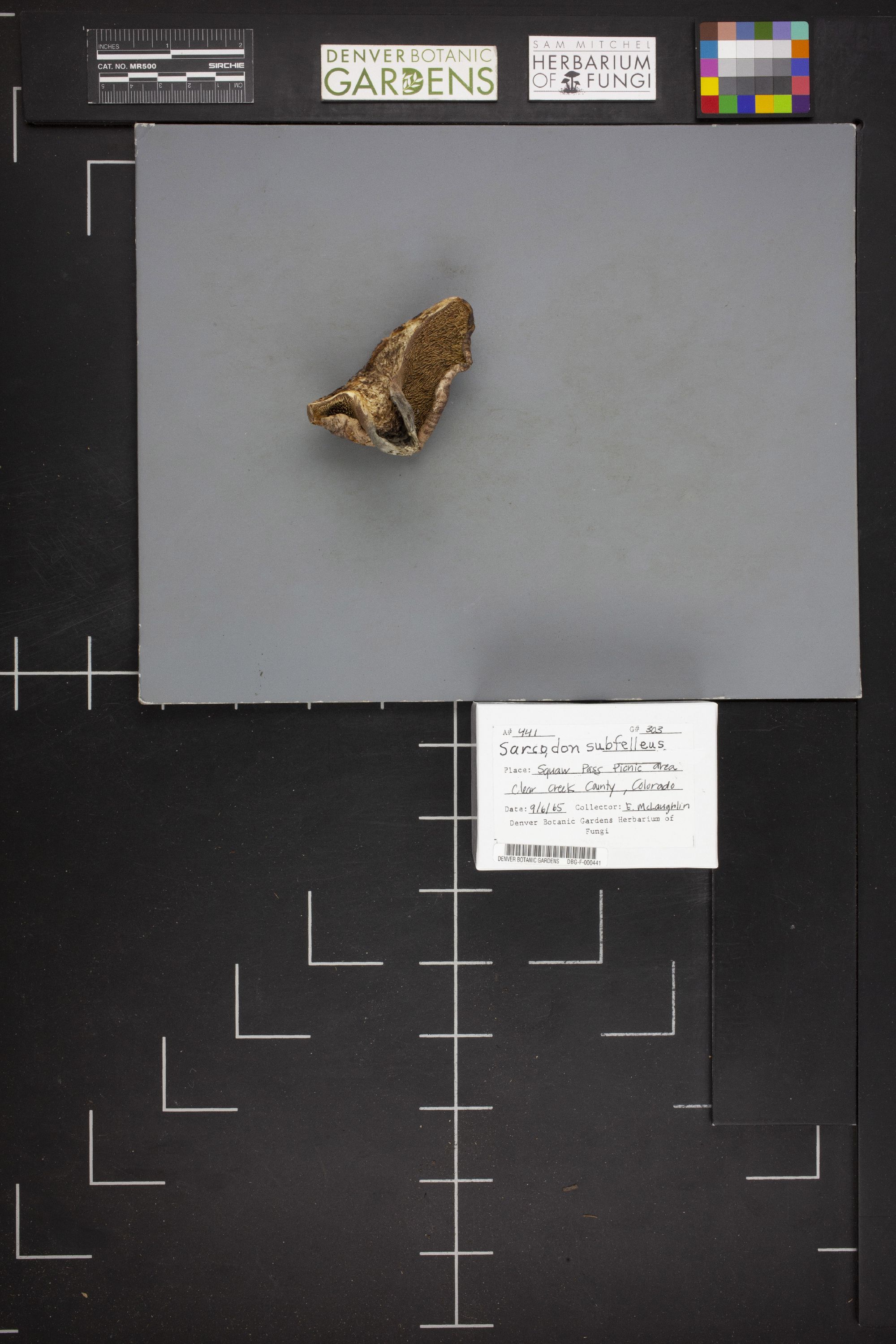 Sarcodon subfelleus