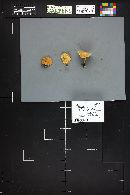 Polyporus varius image