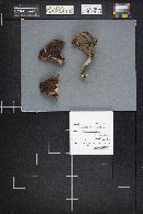 Russula dissimulans image