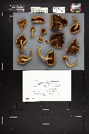 Hypholoma capnoides image