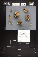 Hohenbuehelia petaloides image