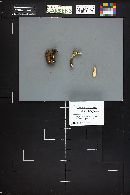 Polyporus varius image