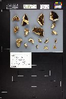 Agaricus bitorquis image