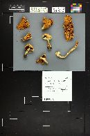 Cortinarius caperatus image