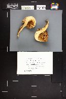 Neolentinus ponderosus image
