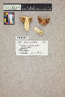Thumbnail image of current specimen