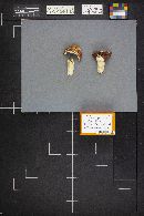 Thumbnail image of current specimen