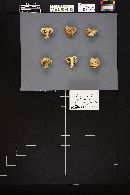 Agaricus bisporus image