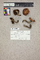 Gomphidius glutinosus image