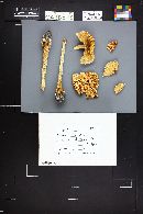 Amanita russuloides image