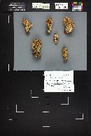 Ramaria stricta image