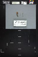 Marasmius siccus image