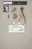 Lactarius rufus image