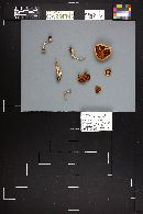 Cortinarius anomalus image