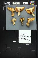 Tricholoma zelleri image
